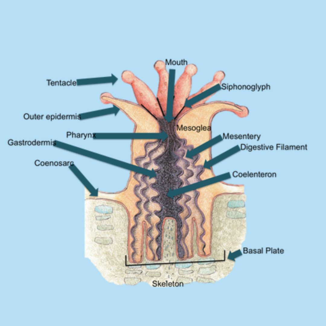 Image of coral anatomy